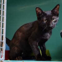 MROUFISTOUILLE, chat à adopter