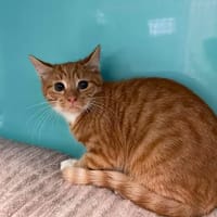 SACHA, chat à adopter