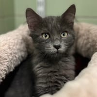 TEKOS, chat à adopter