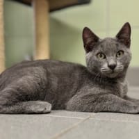 TEEKA, chatte à adopter
