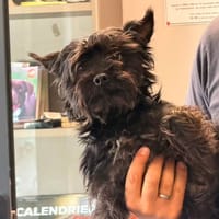 ORION, chien à adopter