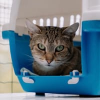 Oups, chatte à adopter