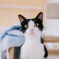 Oria, chatte à adopter