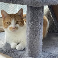 DOBBY CT, chat à adopter