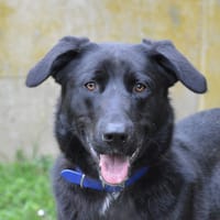 MINOS, chien à adopter