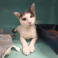 RAKHAM C, chat à adopter