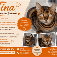 TINA, chatte à adopter