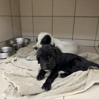 BERLIOZ, chien à adopter