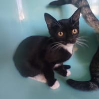 IRUKA C, chatte à adopter
