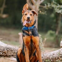 Soka, chien à adopter