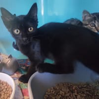 KYUBI C, chat à adopter