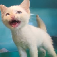 LINOTTE C, chat à adopter