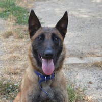 STELLA CHAO, chienne à adopter