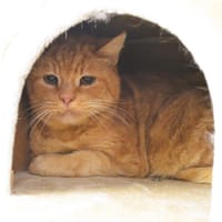 Solo Cab6120, chat à adopter