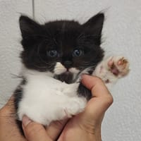 SALSA, chatte à adopter