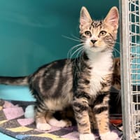 POPS, chatte à adopter