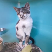 KAKASHI C, chat à adopter