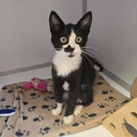 MURPHY, chat à adopter