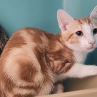 DIZI, chat à adopter