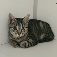 KIMI, chatte à adopter