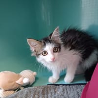 INDY, chat à adopter