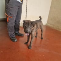 NOBEL PAA24389, chien à adopter