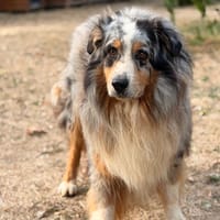 Stan CAA15886, chien à adopter