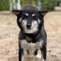 Noirode CAA15891, chienne à adopter