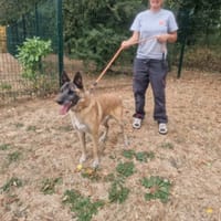 LOBO PAA24387, chien à adopter