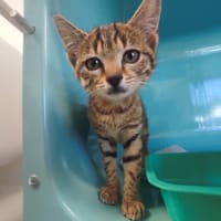 LINETTE C, chatte à adopter