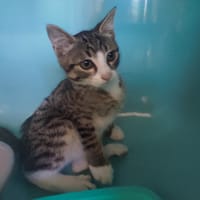 INO C, chat à adopter
