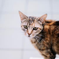 Rosabelle, chatte à adopter