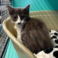 Grisette, chatte à adopter