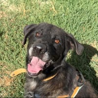 FROLLO, chien à adopter