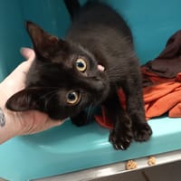 SHINO C, chat à adopter