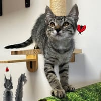 GAIA, chatte à adopter