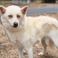 Livia CAA15910, chienne à adopter
