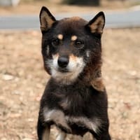 Starly CAA15909, chienne à adopter