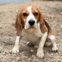 Tom CAA15883, chien à adopter