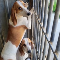 Yaya, chienne à adopter