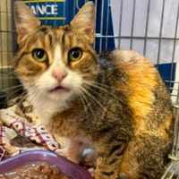 BRUME, chatte à adopter
