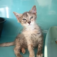 SHIZUNE C, chatte à adopter