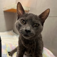 perle, chatte à adopter