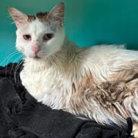 Grumpy, chat à adopter
