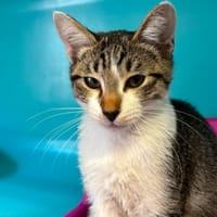 Bingo, chat à adopter