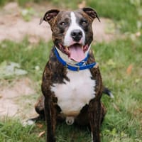 NINO, chien à adopter