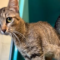 TAGADA, chatte à adopter