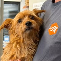 ROUKY, chien à adopter