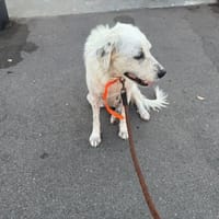 BIANCA, chienne à adopter