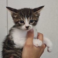 REGGAE, chatte à adopter